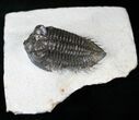 Well Preserved Coltraneia Trilobite - Awesome Eyes! #13885-3